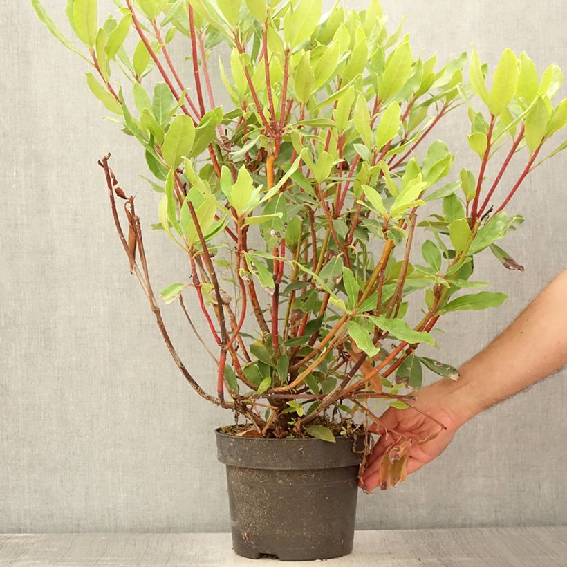 Esemplare di Rododendro pontico Roseum Vaso da 4L/5L consegnato in estate