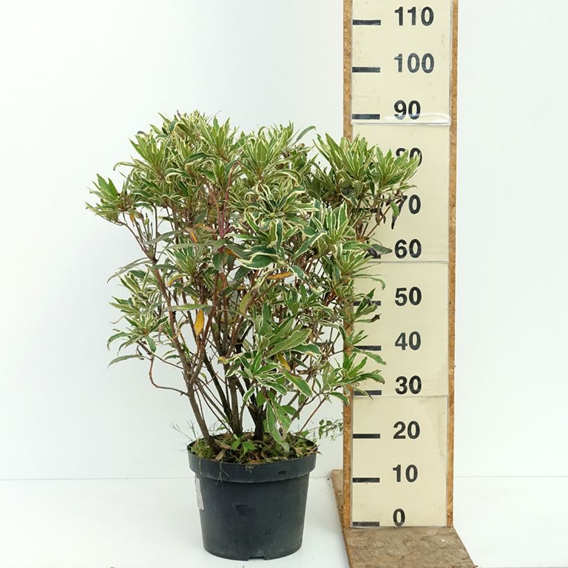 Esemplare di Rododendro pontico Variegatum Vaso da 7,5L/10L consegnato in estate