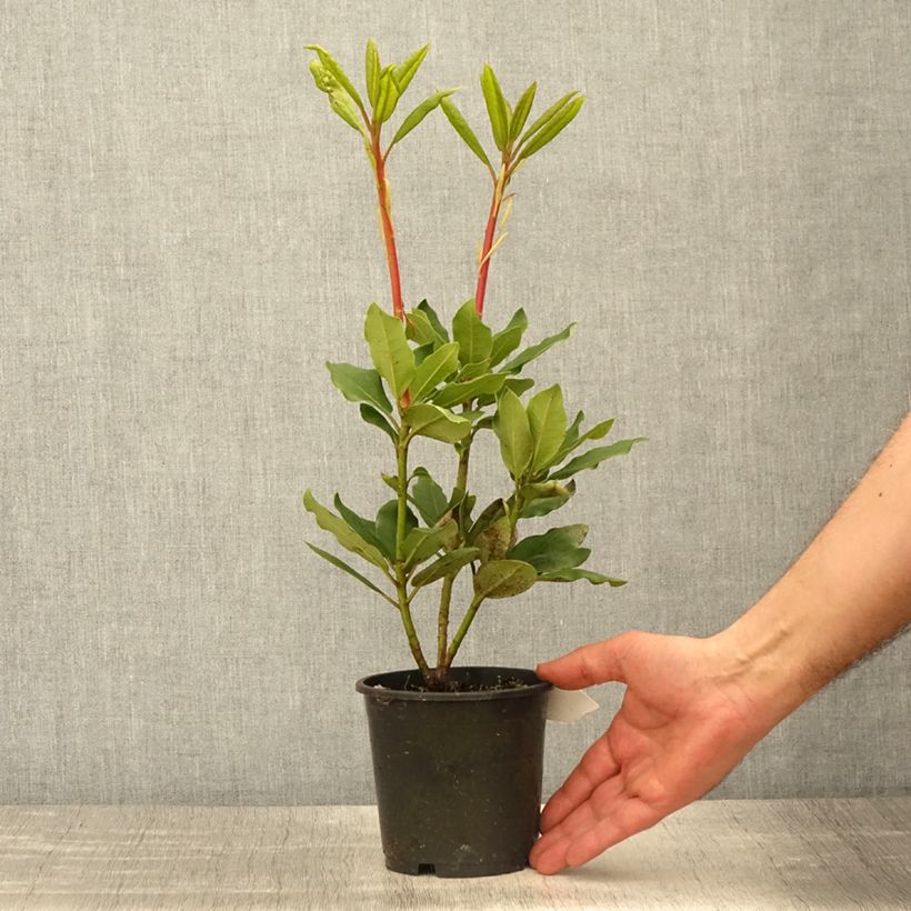 Example of Rhododendron catawbiense Roseum Elegans Vaso da Ø 12 cm / 13 cm as you get in printemps