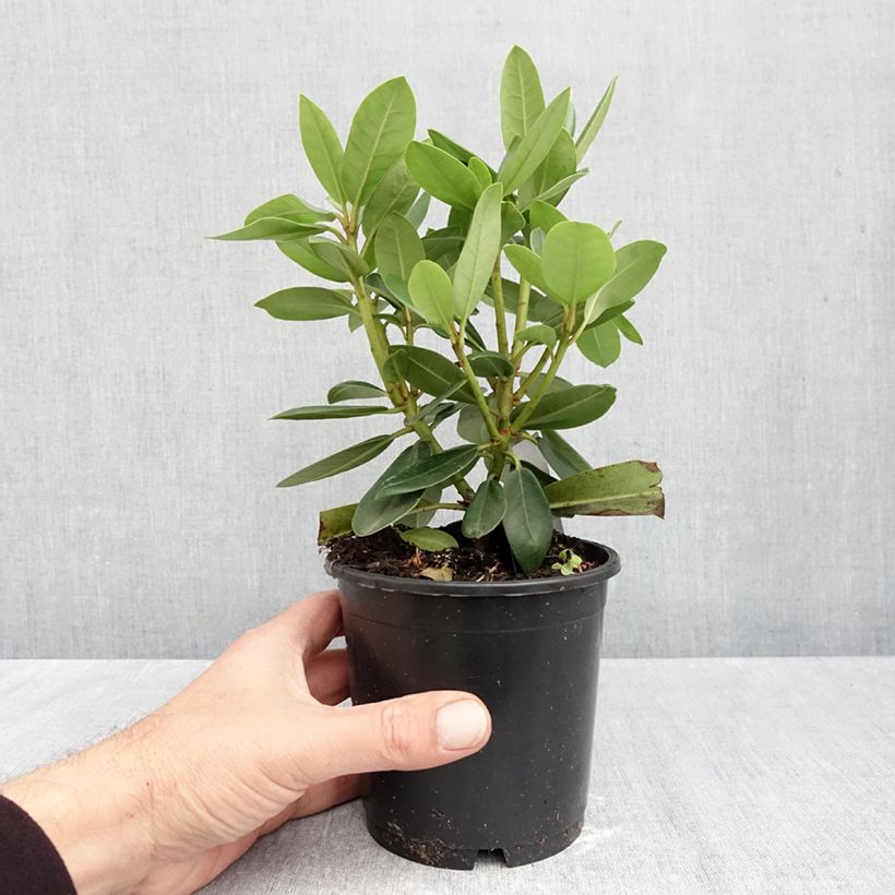 Esemplare di Rhododendron catawbiense Roseum Elegans Vaso da Ø 12 cm / 13 cm come consegnato in autunno