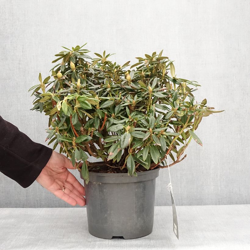 Rhododendron roxieanum Blewbury Vaso da 4L/5L esemplare consegnato in inverno