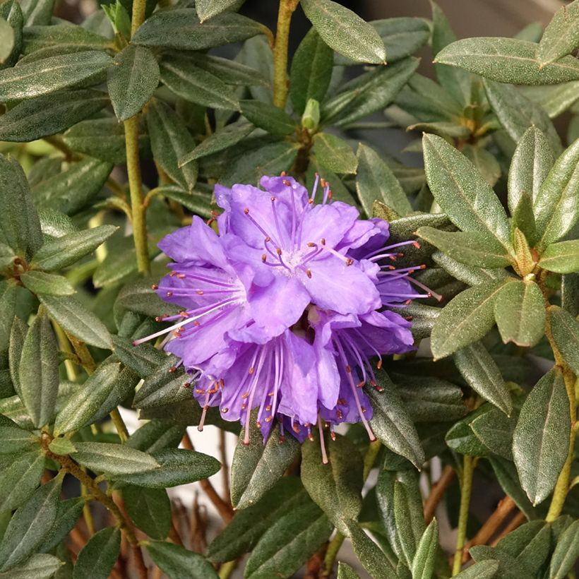 Rhododendron russatum Lauretta (Fioritura)