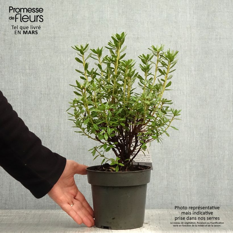 Rhododendron russatum Lauretta Vaso da 2L/3L esemplare consegnato in primavera