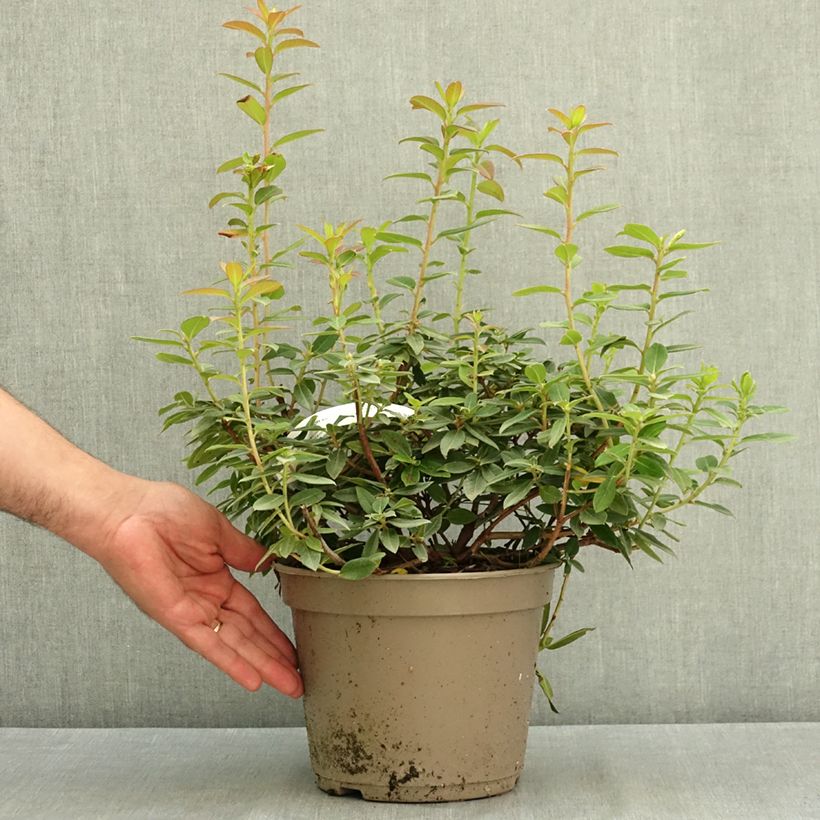 Esemplare di Rhododendron Saint Tudy Vaso da 4L/5L consegnato in estate