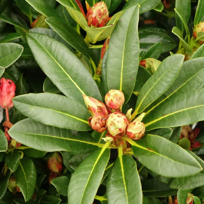 Rhododendron Sainte-Marine (Fogliame)