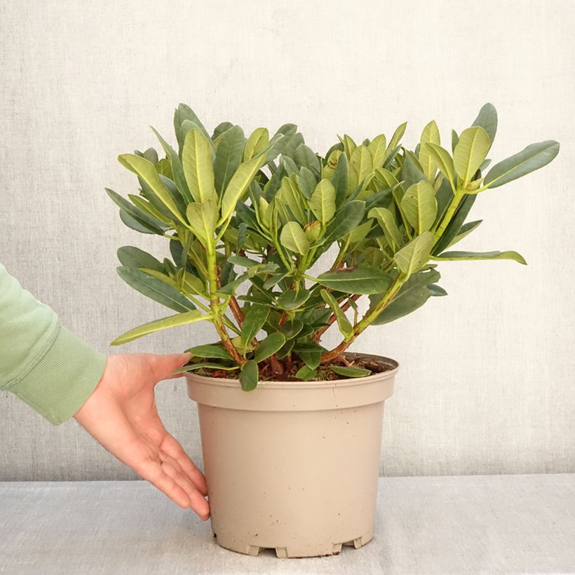 Rhododendron Sainte-Marine Vaso da 4L/5L esemplare consegnato in inverno
