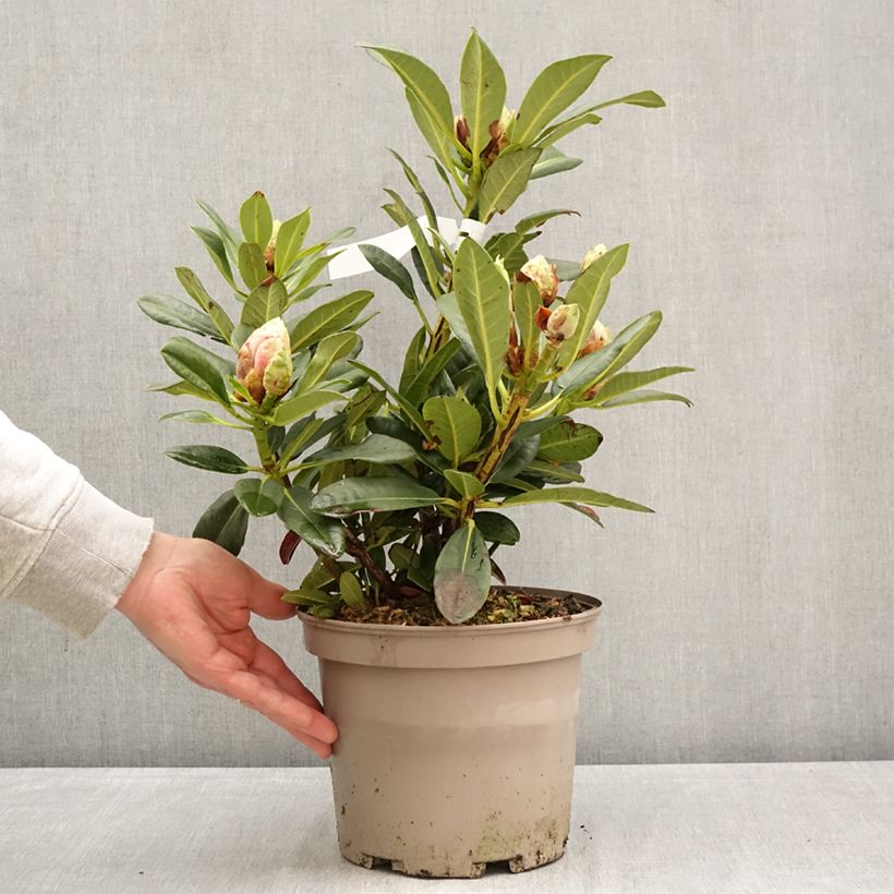 Rhododendron Sainte-Marine Vaso da 4L/5L esemplare consegnato in primavera