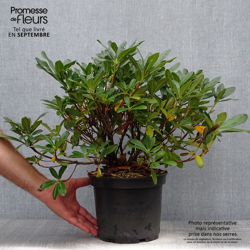 Esemplare di Rhododendron Scyphocalyx Vaso da 6L/7L come consegnato in autunno