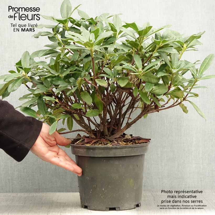 Example of Rhododendron Scyphocalyx Vaso da 6L/7L as you get in printemps