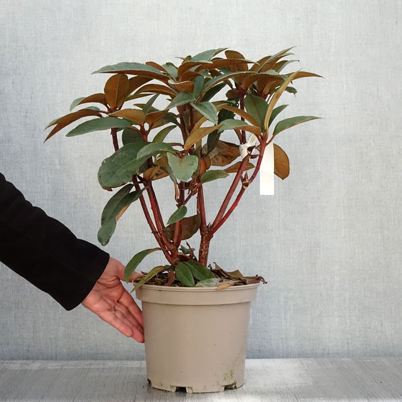 Esemplare di Rhododendron Sir Charles Lemon - Grand rhododendron. Pot de 4L/5L come consegnato in autunno