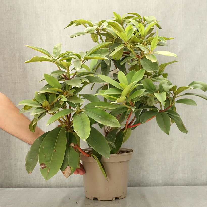 Esemplare di Rhododendron Souvenir de J. Broughton Vaso da 4L/5L consegnato in estate