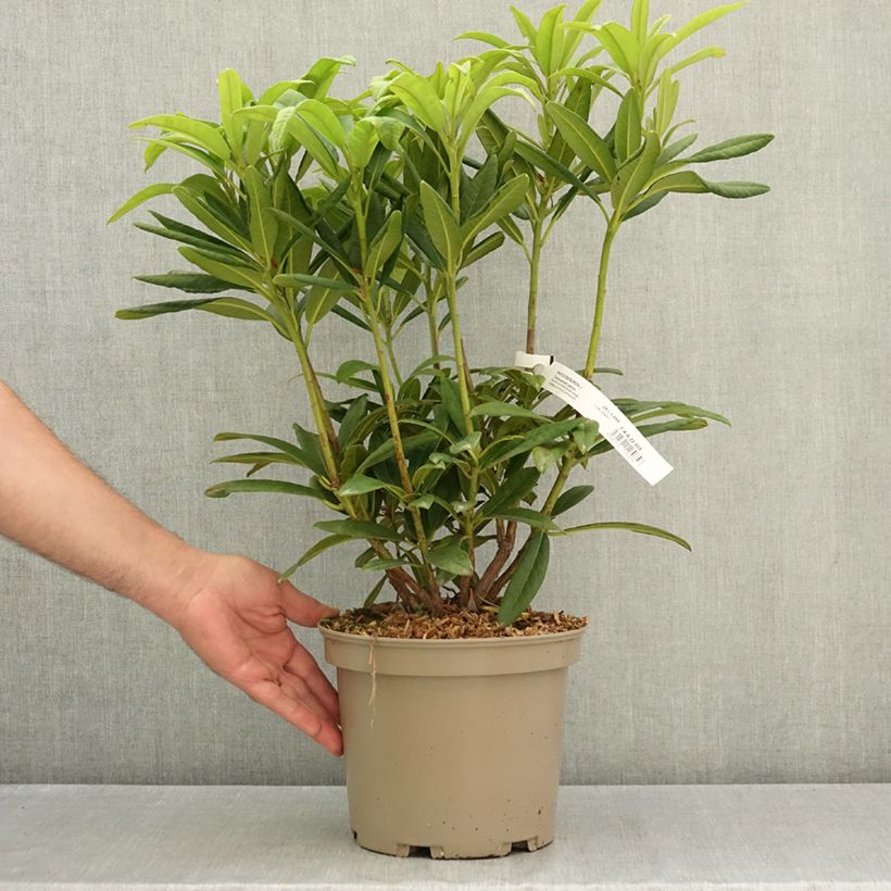 Esemplare di Rhododendron Tortoiseshell Yellow Vaso da 4L/5L consegnato in estate