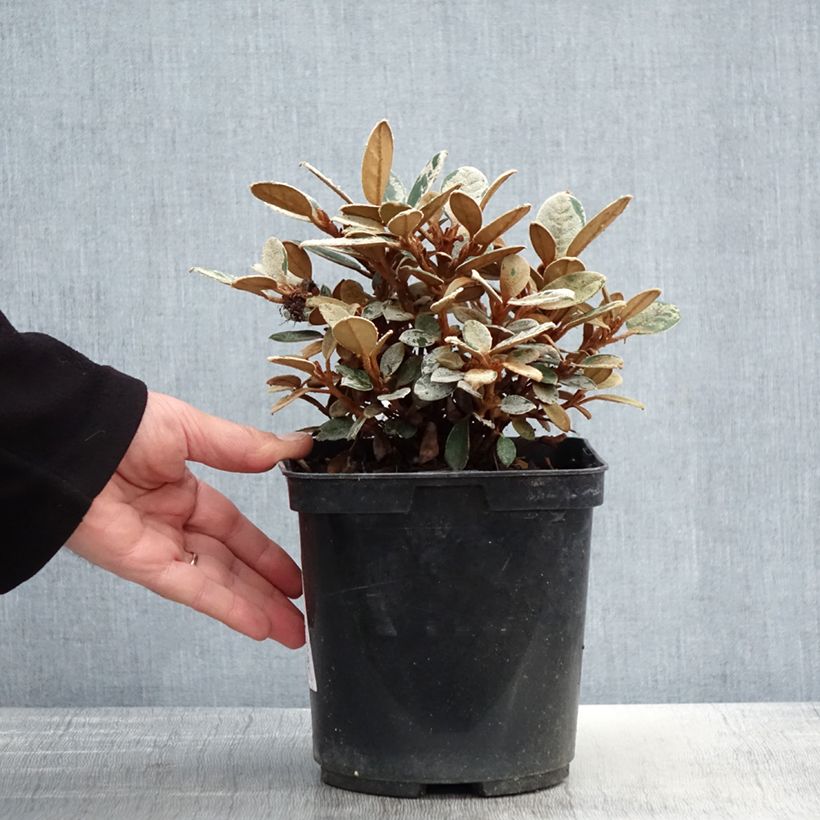 Rhododendron tsariense Vaso da 3L/4L esemplare consegnato in primavera