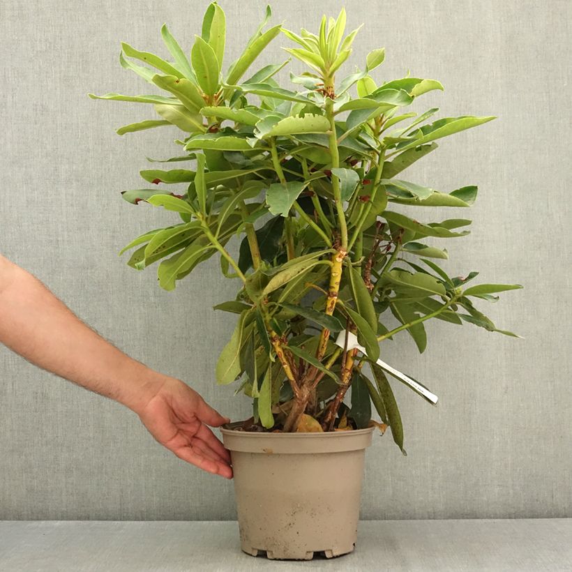 Esemplare di Rhododendron Vallée de l'Odet Vaso da 4L/5L consegnato in estate