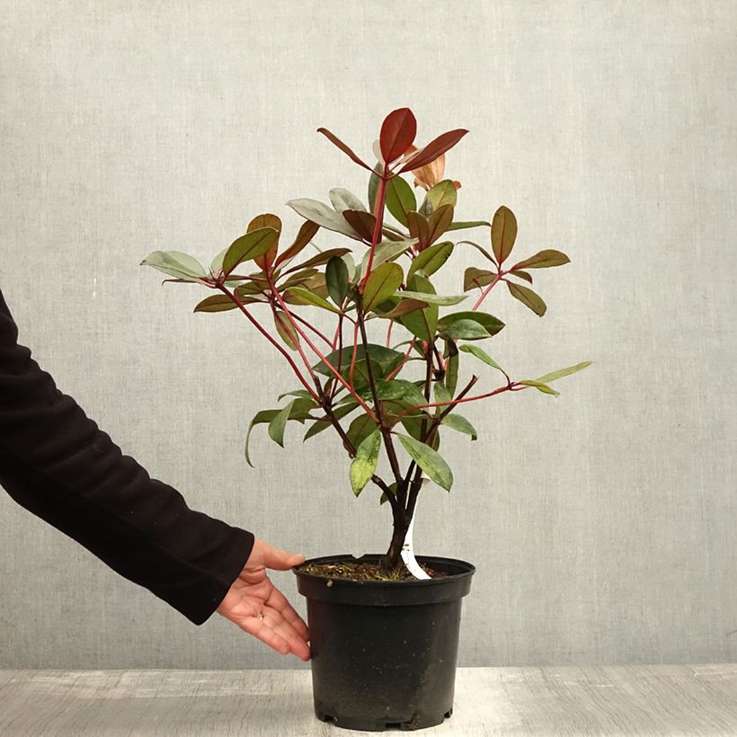 Esemplare di Rhododendron vireya Aertrycke Vaso da 3L/4L come consegnato in autunno