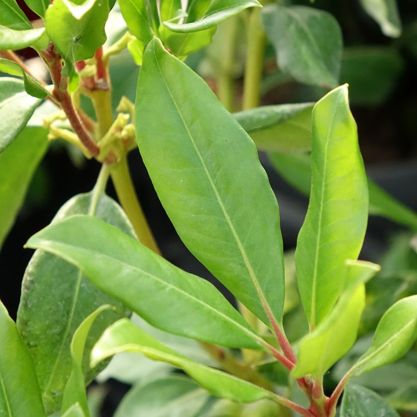 Rhododendron vireya Hendrick's ker (Fogliame)
