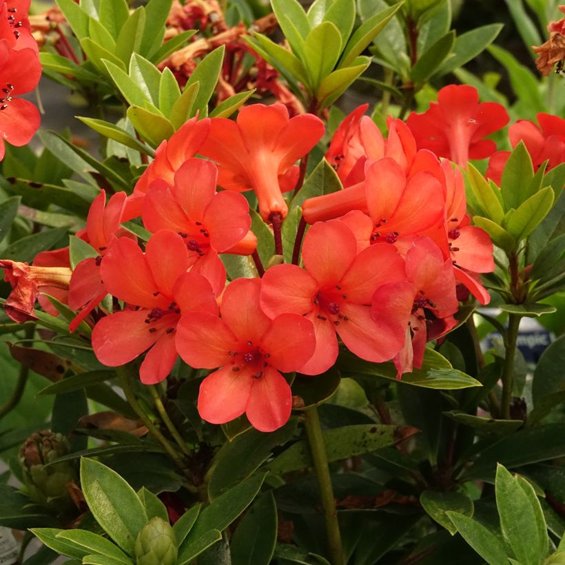 Rhododendron vireya Hendrick's ker (Fioritura)