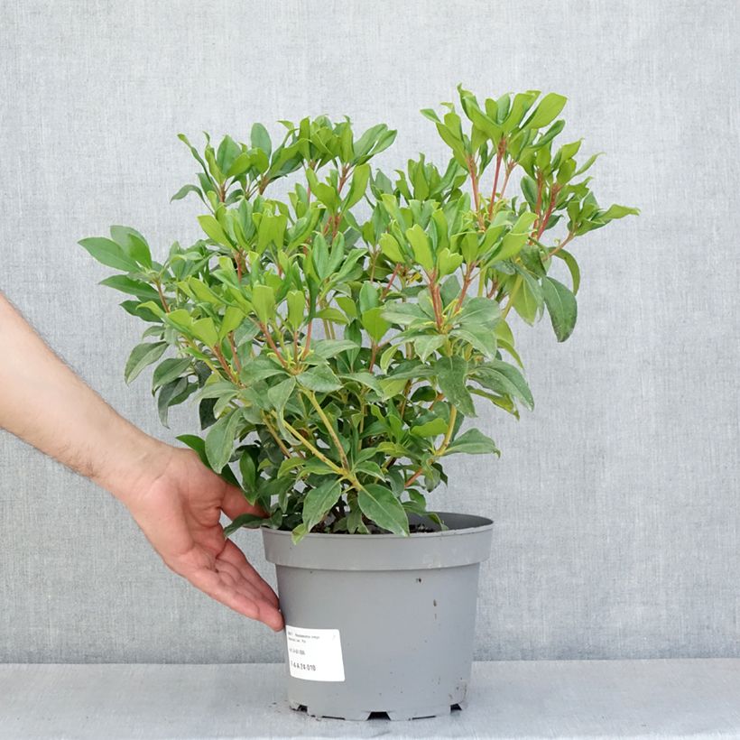 Rhododendron vireya Hendrick's ker Vaso da 3L/4L esemplare consegnato in primavera