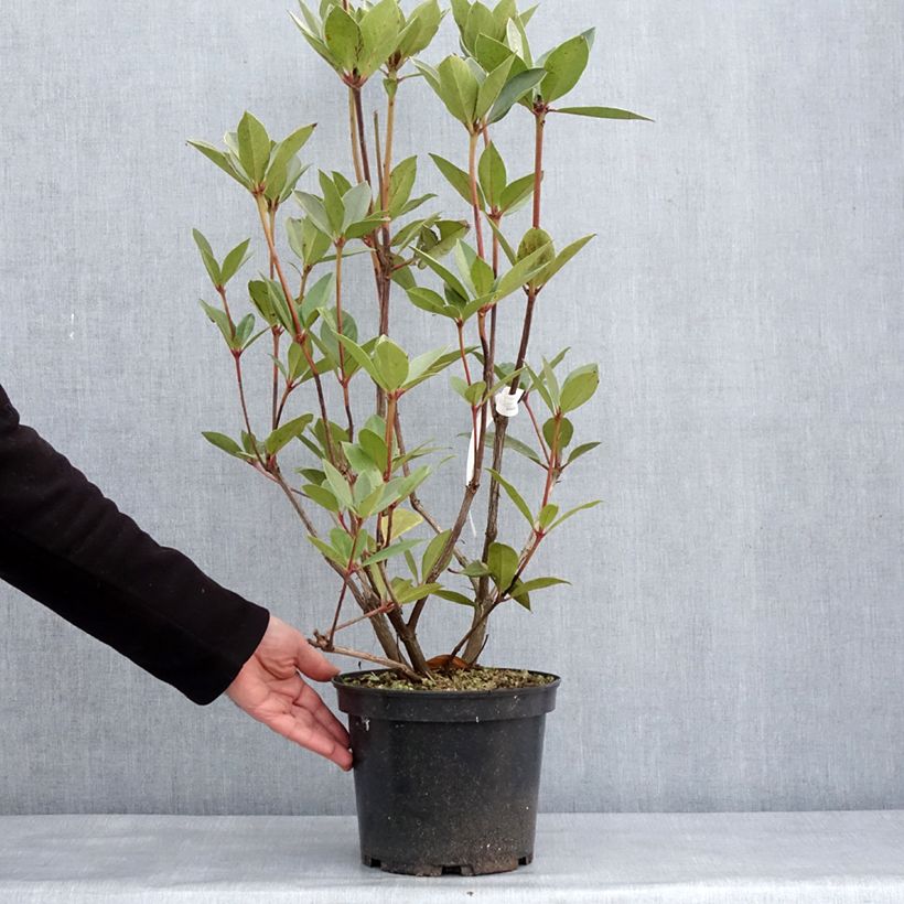 Rhododendron vireya Oogappel Vaso da 3L/4L esemplare consegnato in inverno