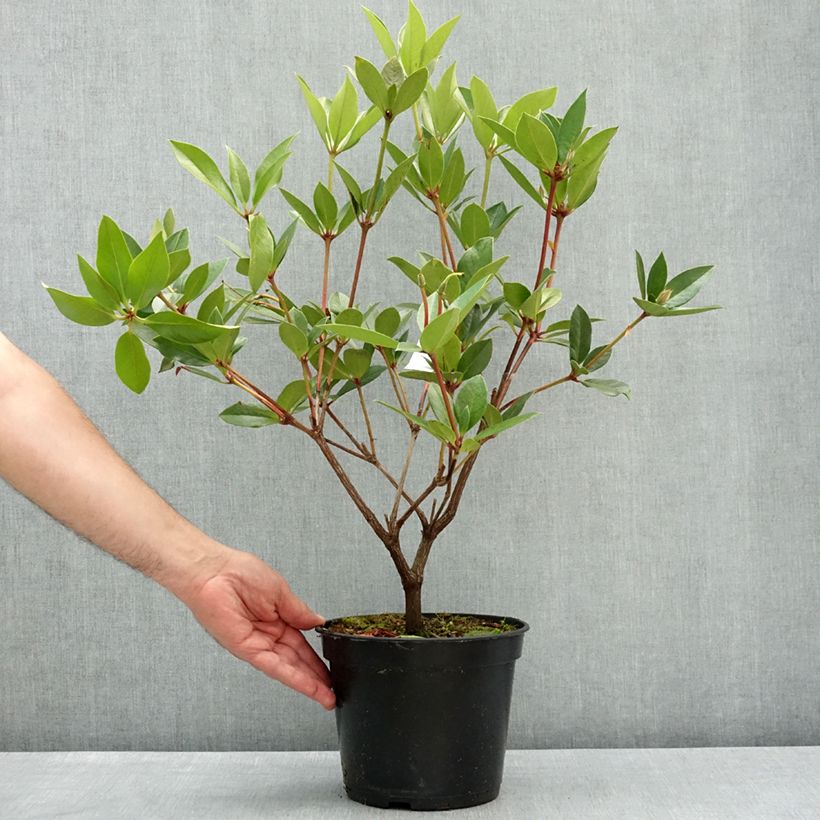 Rhododendron vireya Oogappel Vaso da 3L/4L esemplare consegnato in primavera