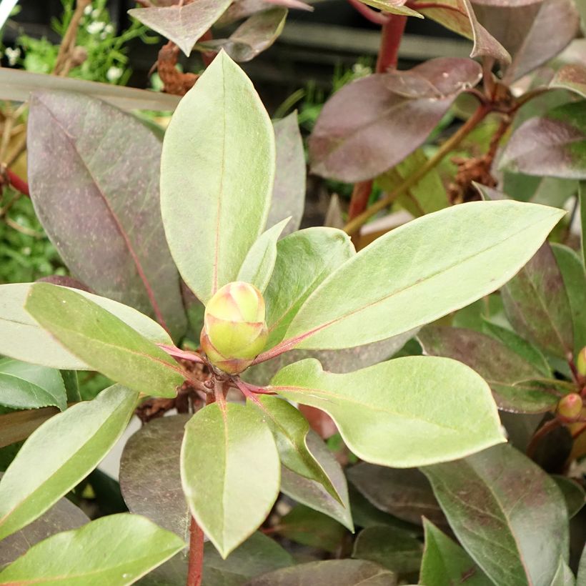 Rhododendron vireya Strawberry Parfait (Fogliame)