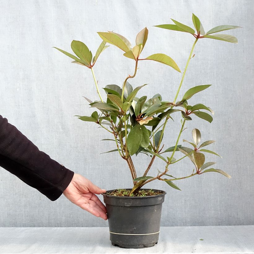 Esemplare di Rhododendron vireya Strawberry Parfait Pot de 3L/4L come consegnato in autunno