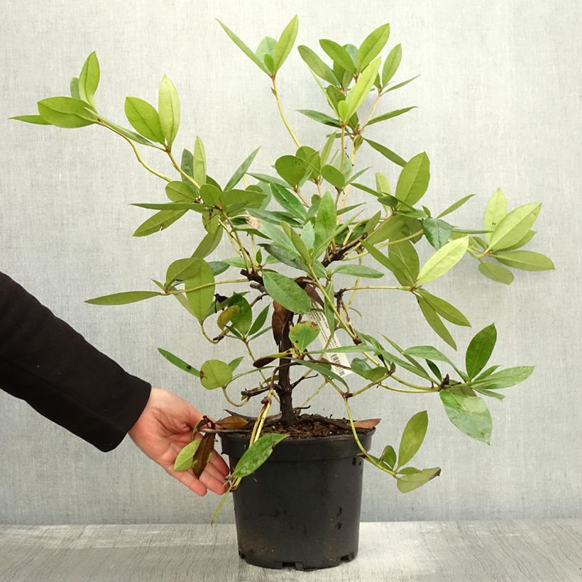 Esemplare di Rhododendron vireya Vladimir Bukovski Pot de 3L/4L come consegnato in autunno