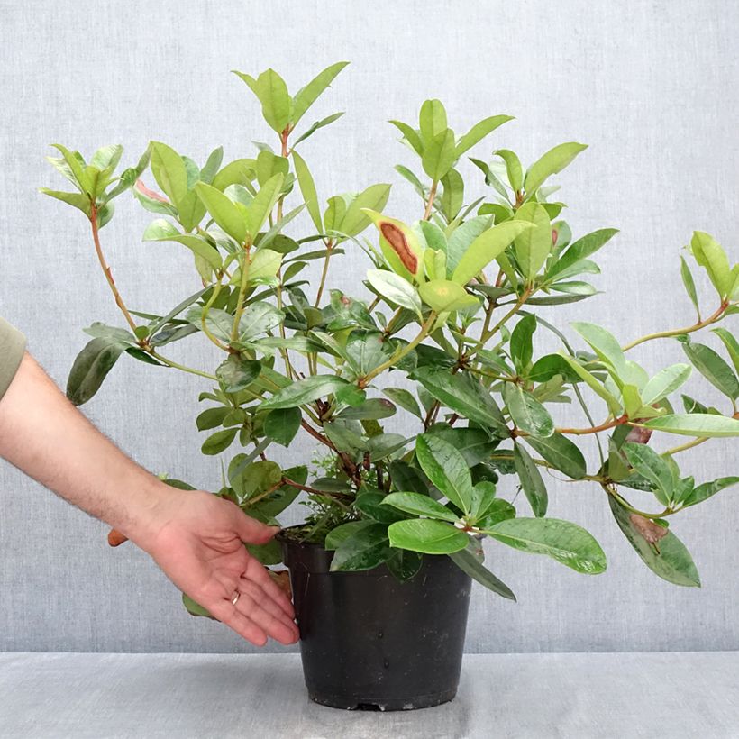 Esemplare di Rhododendron vireya Vladimir Bukovski Vaso da 3L/4L consegnato in estate