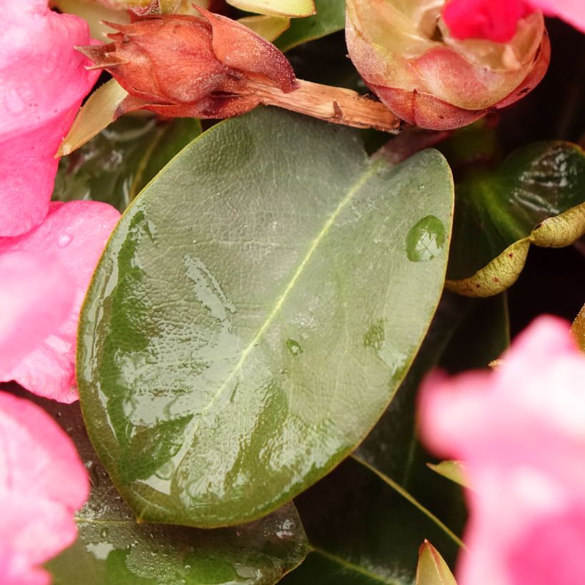 Rhododendron williamsianum Gartendirektor Glocker (Fogliame)