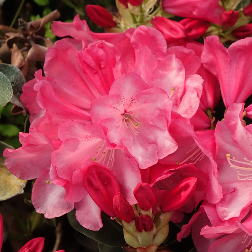 Rhododendron williamsianum Gartendirektor Glocker (Fioritura)