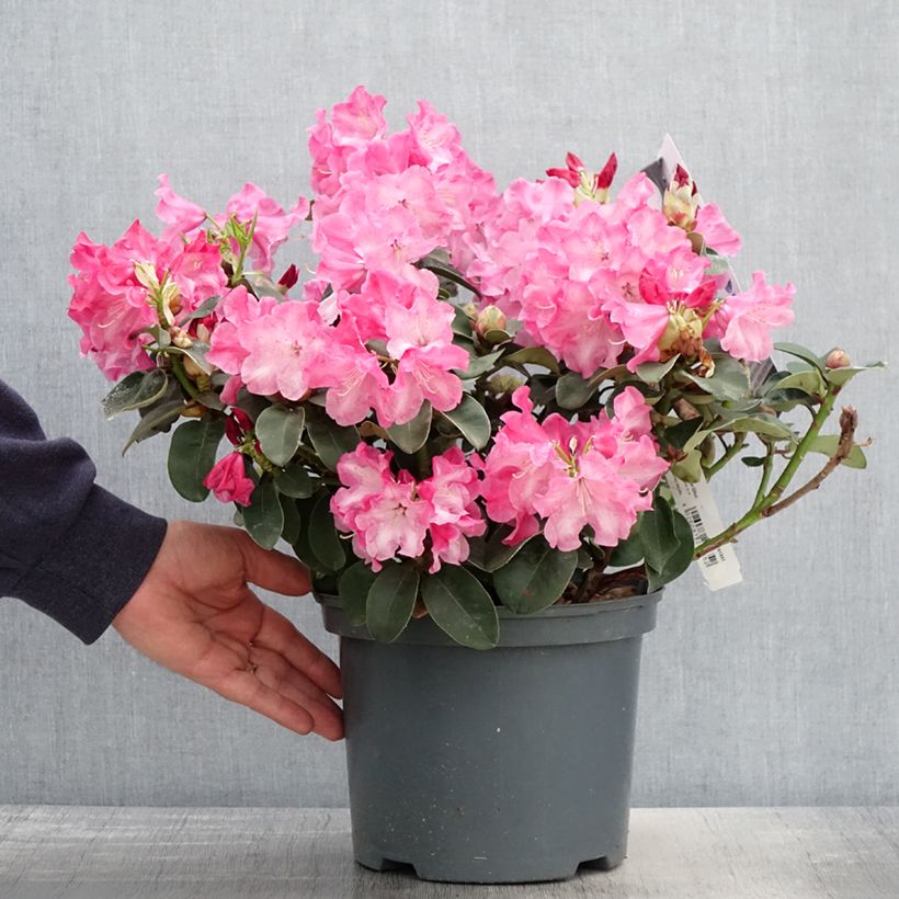 Rhododendron williamsianum Gartendirektor Glocker Vaso da 4L/5L esemplare consegnato in primavera