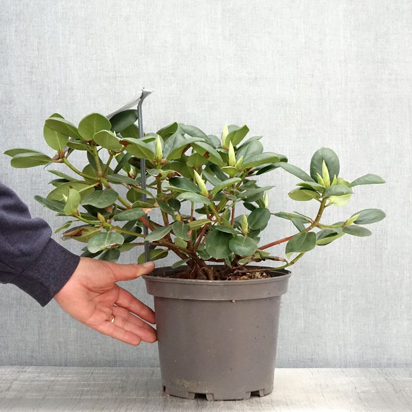 Rhododendron williamsianum Gartendirektor Rieger Vaso da 4L/5L esemplare consegnato in primavera
