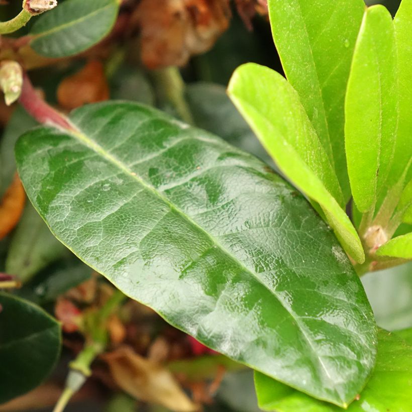 Rhododendron haematodes Lisetta (Fogliame)