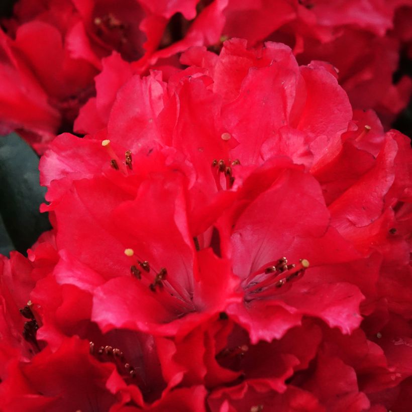 Rhododendron haematodes Lisetta (Fioritura)