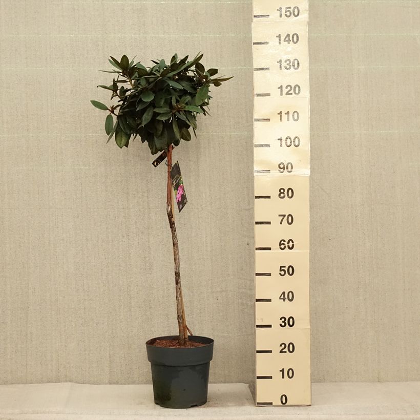 Esemplare di Rhododendron yakushimanum Anuschka Vaso da 7,5L/10L, Vaso impalcato come consegnato in autunno