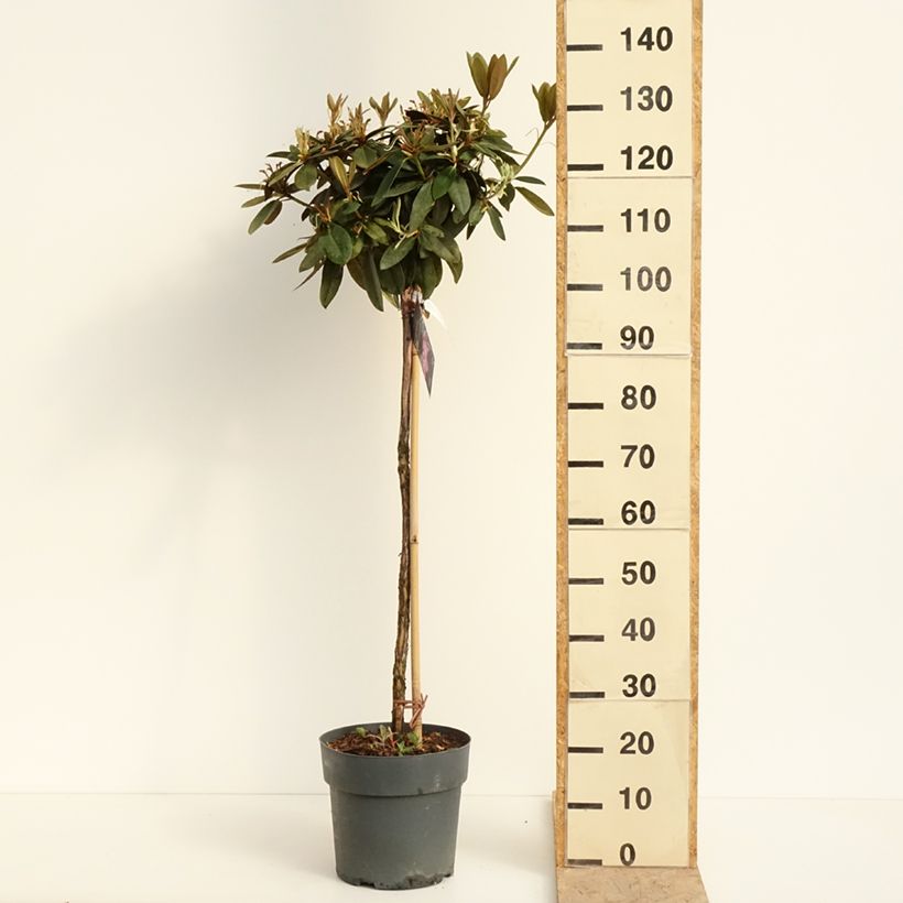 Rhododendron yakushimanum Anuschka Vaso da 7,5L/10L, Vaso impalcato esemplare consegnato in primavera