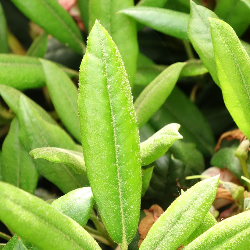 Rhododendron yakushimanum Barbarella (Fogliame)