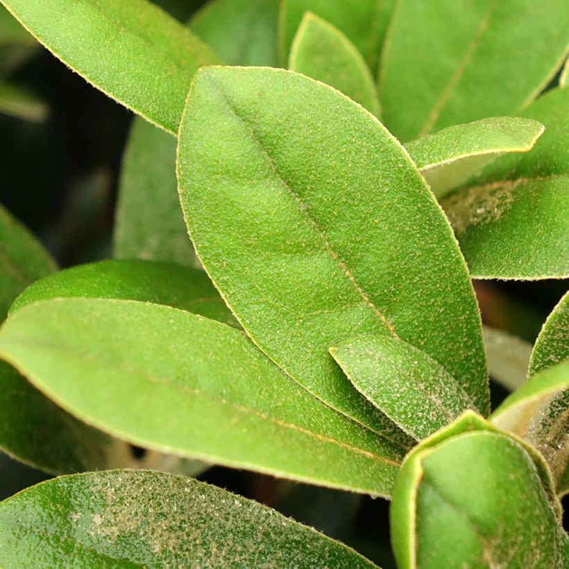 Rhododendron yakushimanum Debbie Dane (Fogliame)