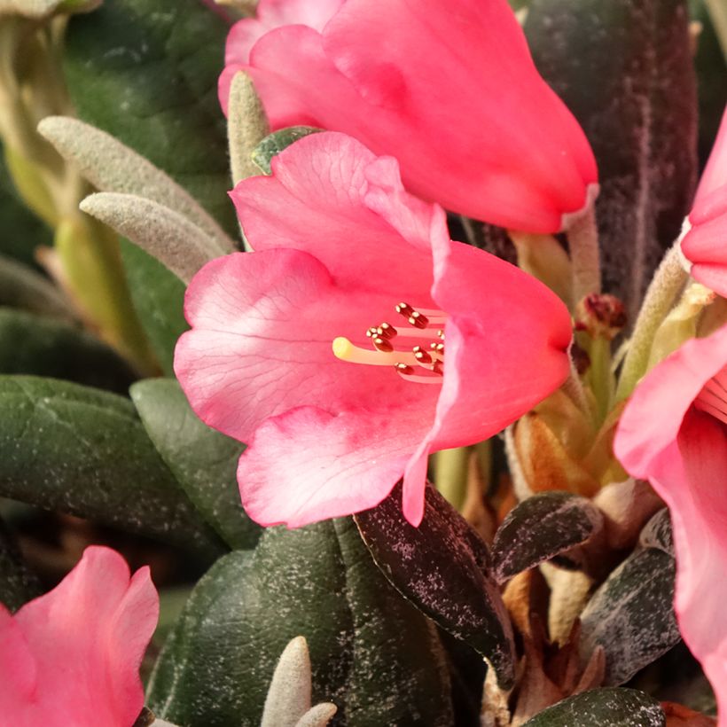 Rhododendron yakushimanum Debbie Dane (Fioritura)