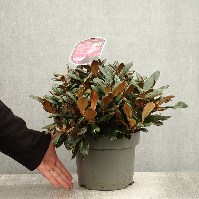 Esemplare di Rhododendron yakushimanum Debbie Dane - Rhododendron nain Pot de 4L/5L come consegnato in autunno