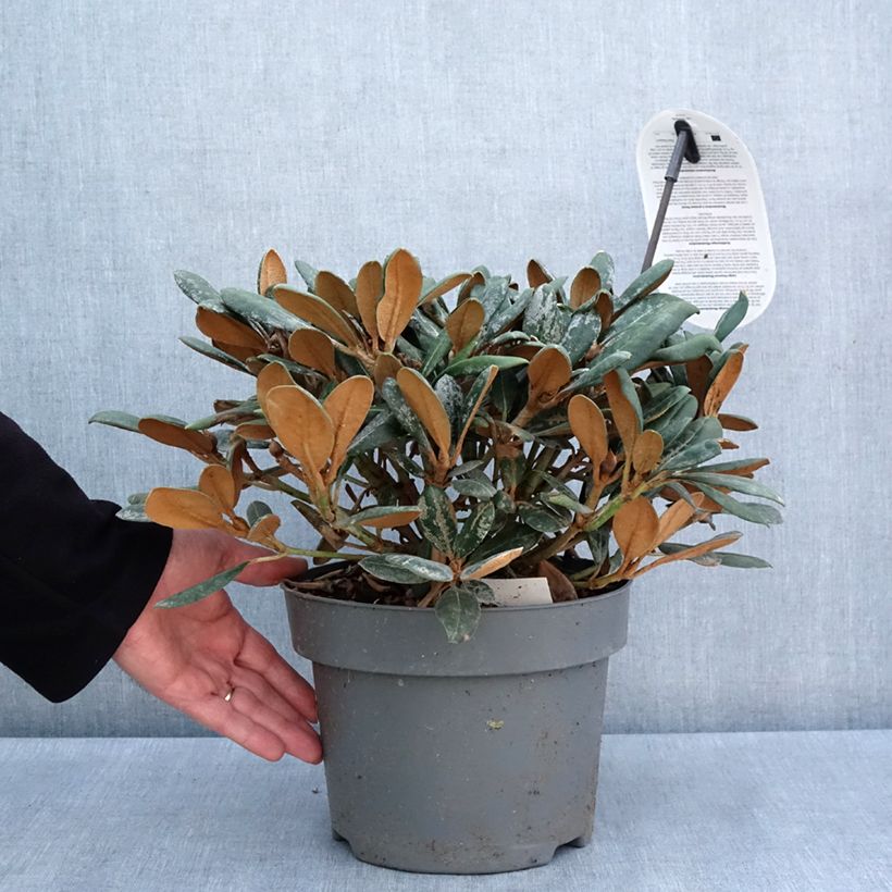 Rhododendron yakushimanum Debbie Dane Vaso da 4L/5L esemplare consegnato in primavera