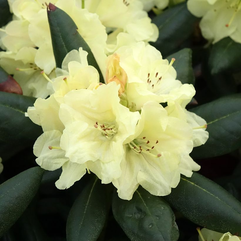 Rhododendron yakushimanum Easydendron Bohlken's Laura (Fioritura)