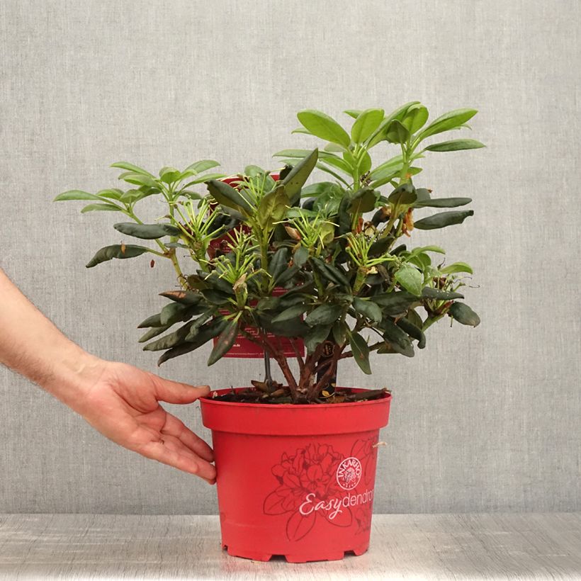 Rhododendron yakushimanum Easydendron Bohlken's Laura Vaso da 4L/5L esemplare consegnato in primavera