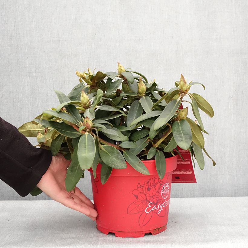 Rhododendron yakushimanum Easydendron INKARHO Bohlken's Roter Stern  Pot de 4L/5L esemplare consegnato in inverno