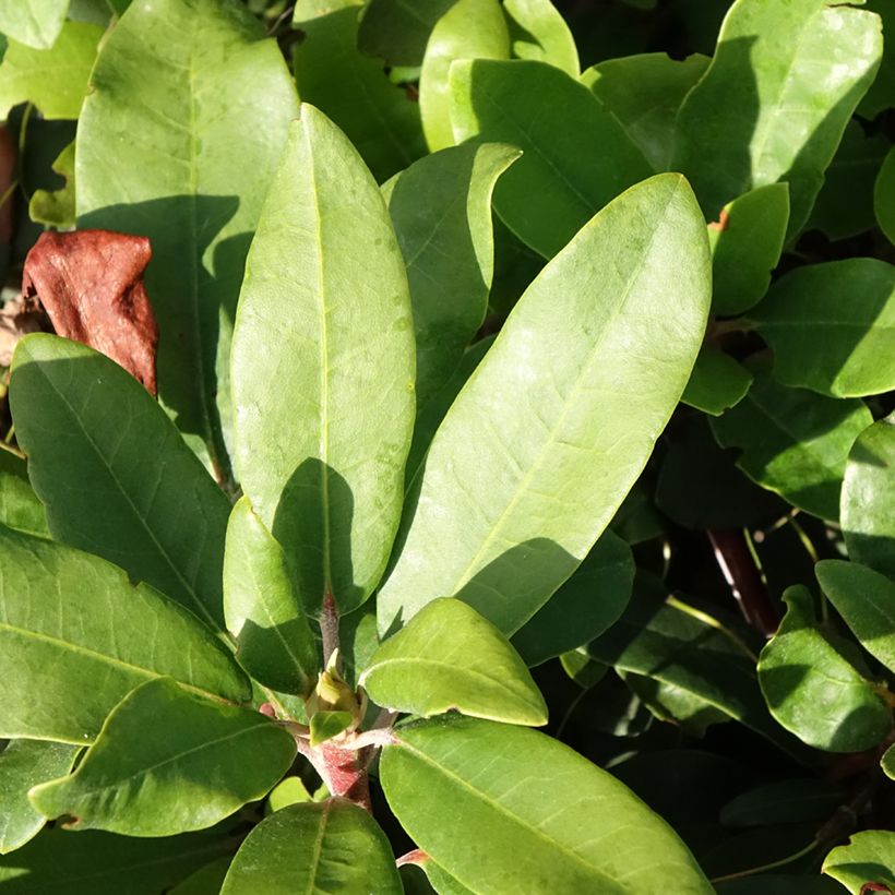 Rhododendron yakushimanum INKARHO Bohlken's Roter Stern (Foliage)