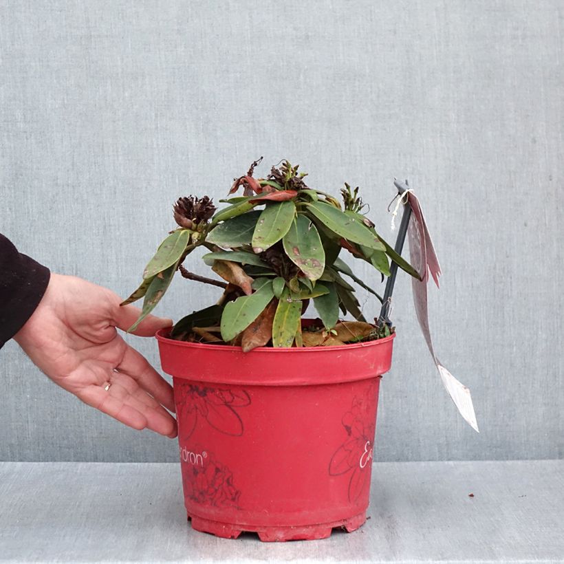 Esemplare di Rhododendron yakushimanum INKARHO Bohlken's Roter Stern Vaso da 4L/5L come consegnato in autunno