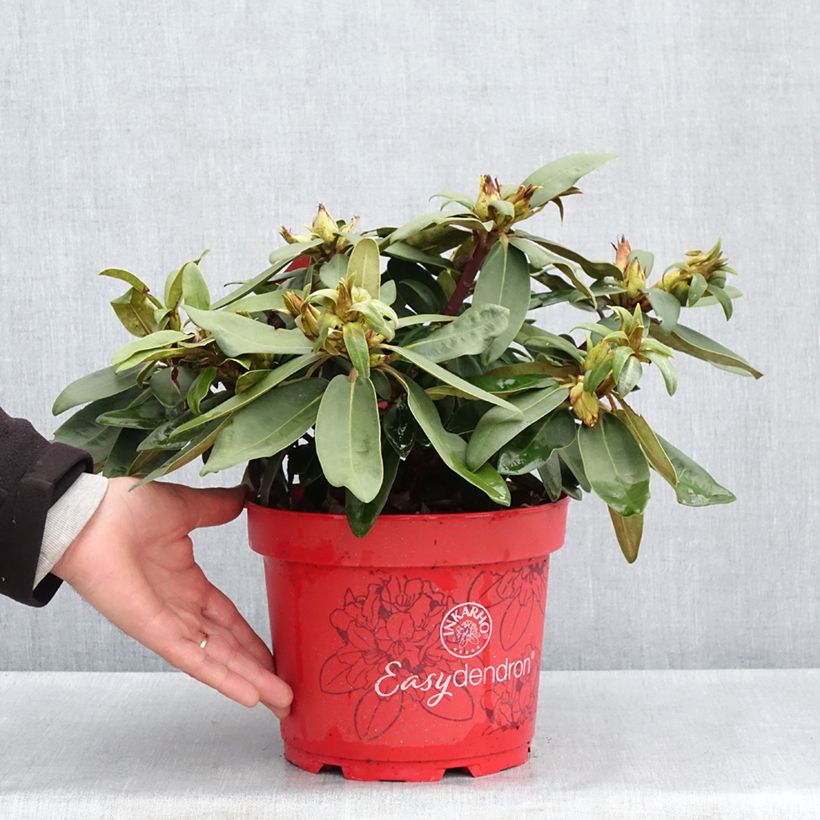 Example of Rhododendron yakushimanum INKARHO Bohlken's Roter Stern Vaso da 4L/5L as you get in printemps