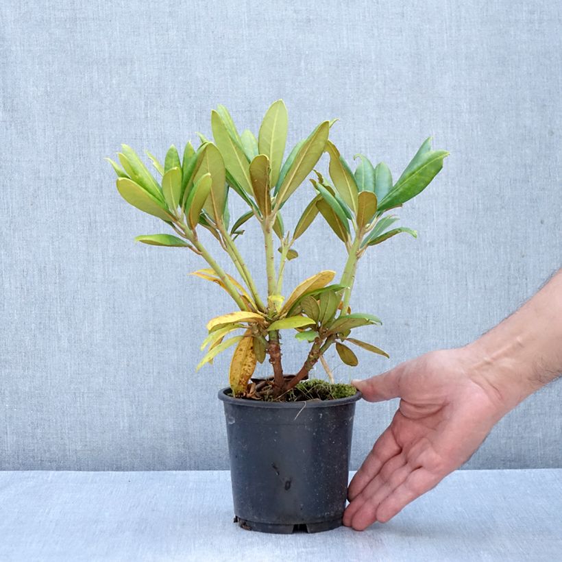 Esemplare di Rhododendron yakushimanum Kalinka Vaso da Ø 12 cm / 13 cm come consegnato in autunno