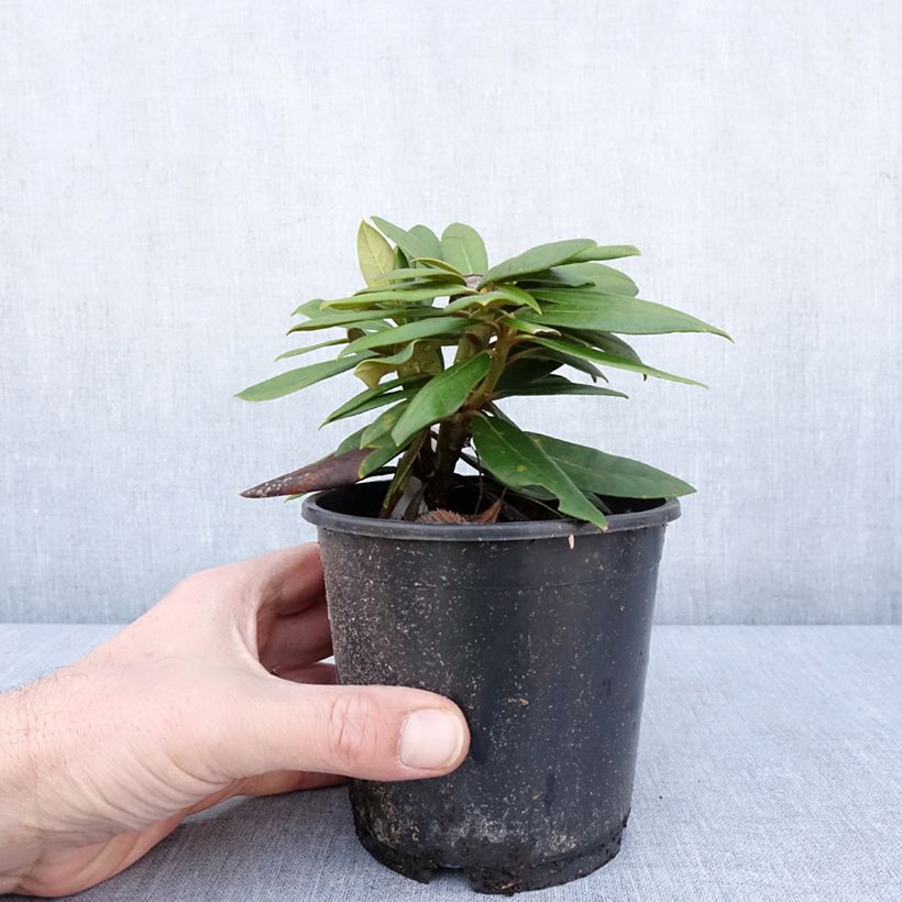 Rhododendron yakushimanum Kalinka - Rhododendron nain Pot de 12 cm / 13 cm esemplare consegnato in inverno