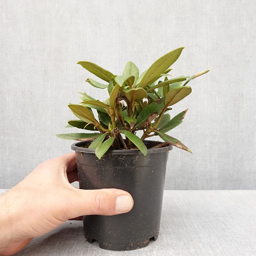 Example of Rhododendron yakushimanum Kalinka Vaso da Ø 12 cm / 13 cm as you get in printemps